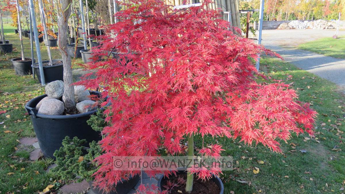 Acer palmatum Dissectum Orangeola - Herbstfaerbung.JPG